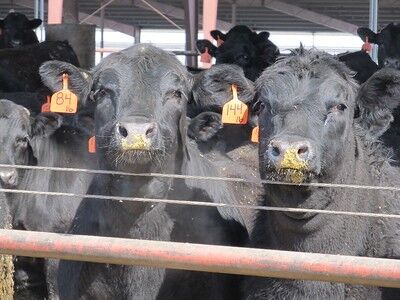 FL Cattle at bunk